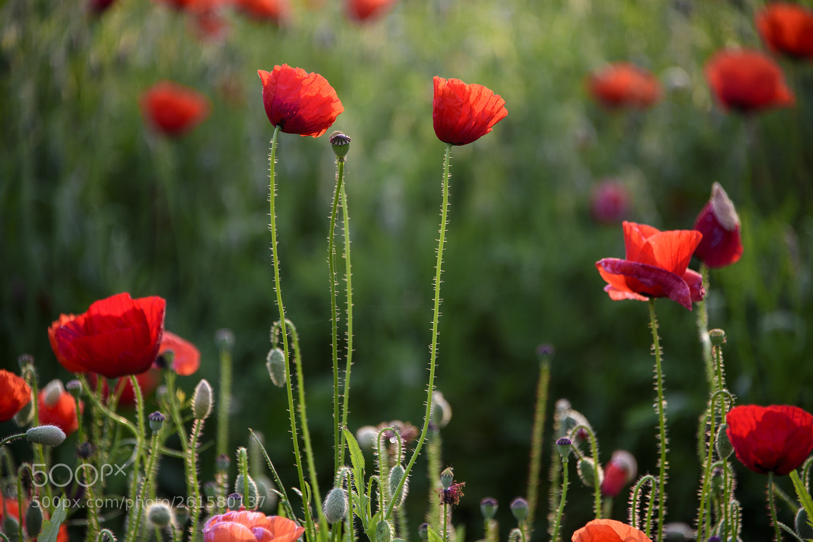 Nikon D810 sample photo. Poppy 9 photography