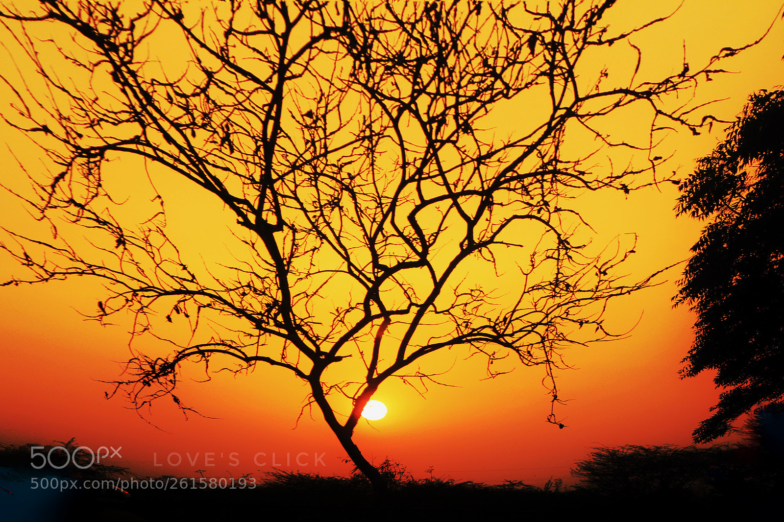 Canon EOS 60D sample photo. Golden life tree photography