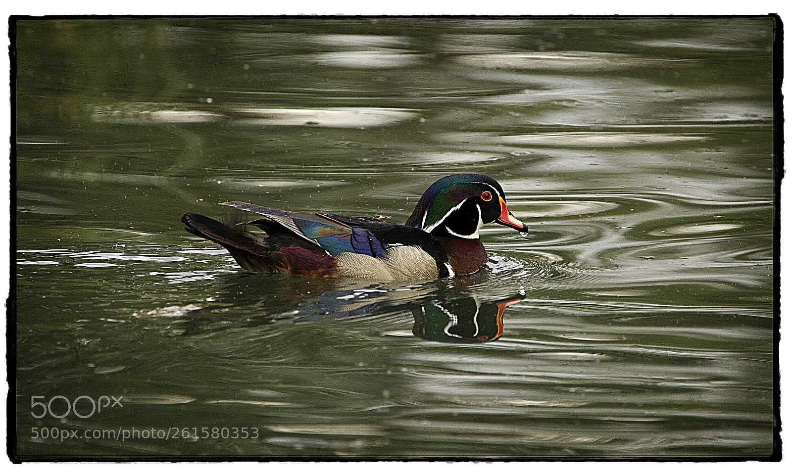 Canon EOS 7D sample photo. Wood duck with nasal photography