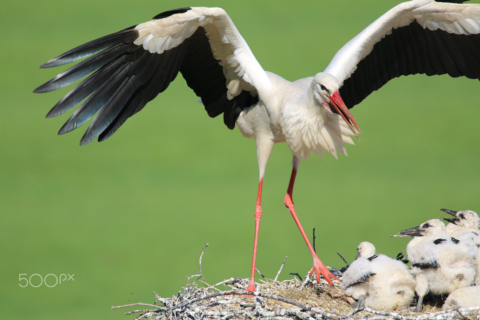 Canon EOS 70D sample photo. White stork is landing [2] photography