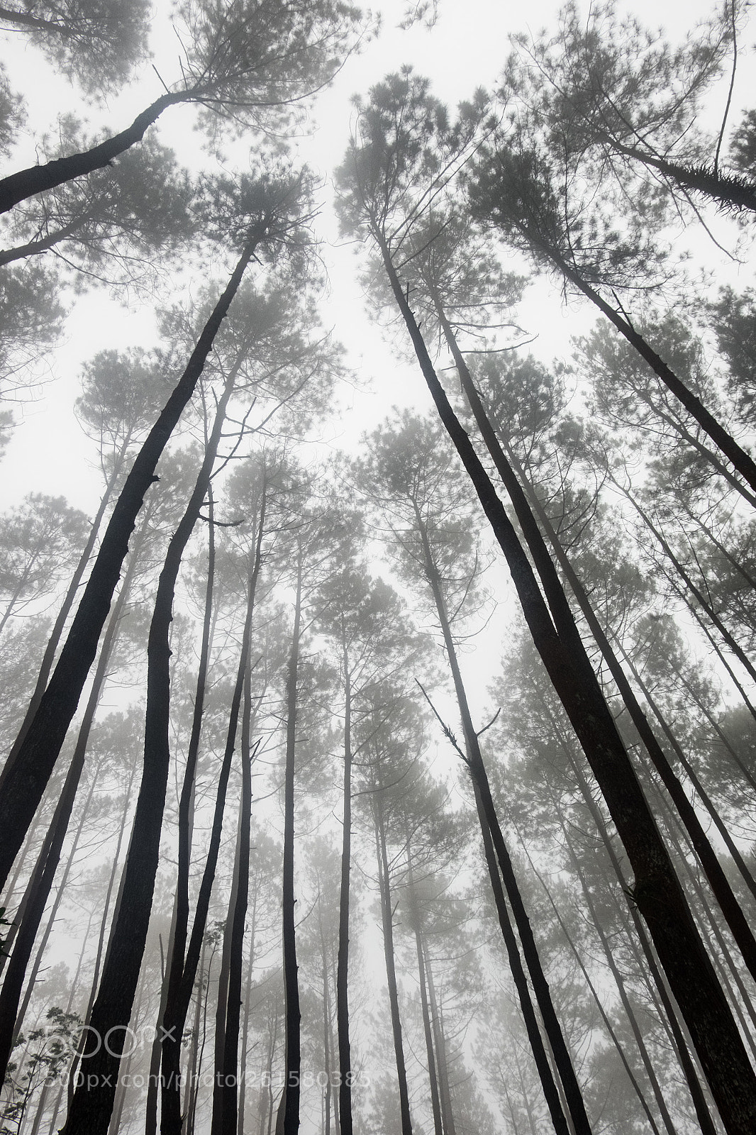 Fujifilm X-T10 sample photo. Forêt brumeuse photography