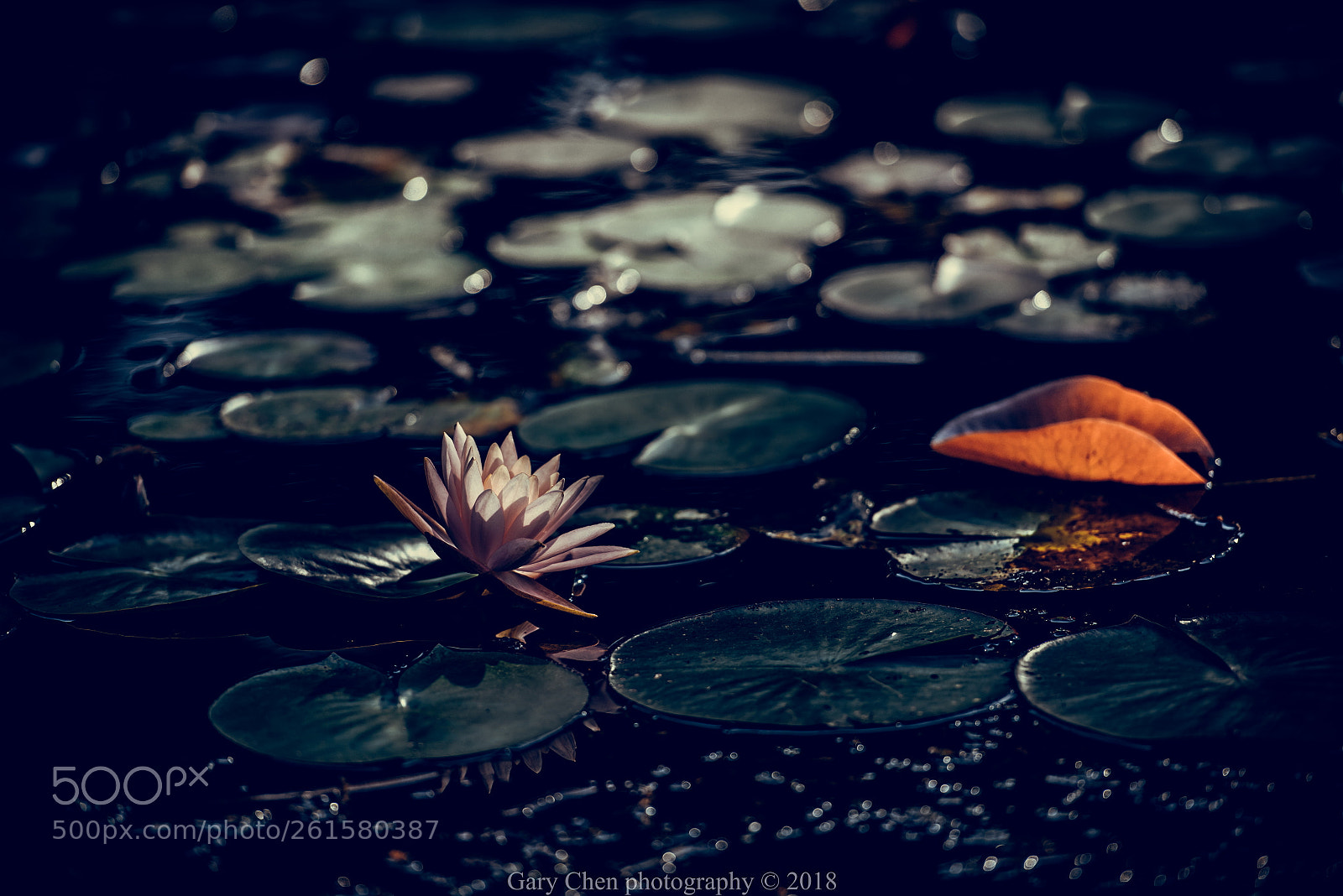 Nikon D810 sample photo. 莲花lotus photography