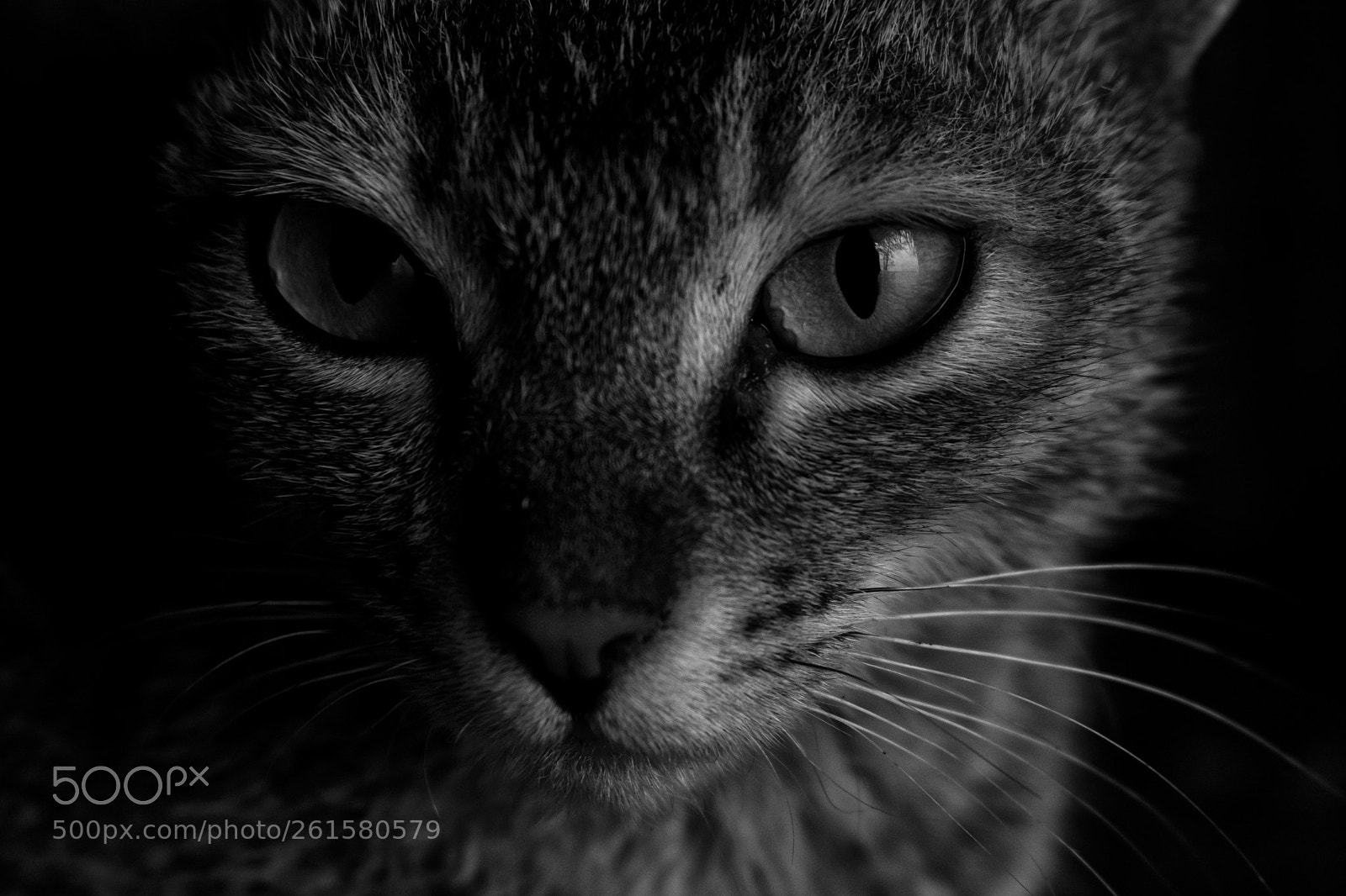Nikon D5300 sample photo. Cat black and white photography