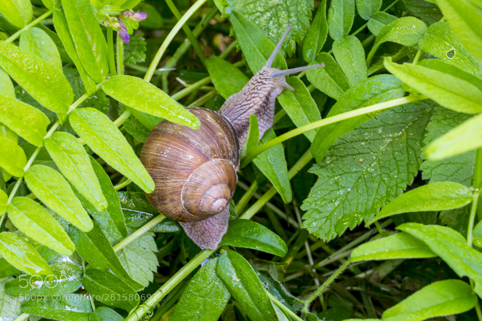 Nikon D5300 sample photo. Snail in the garden photography