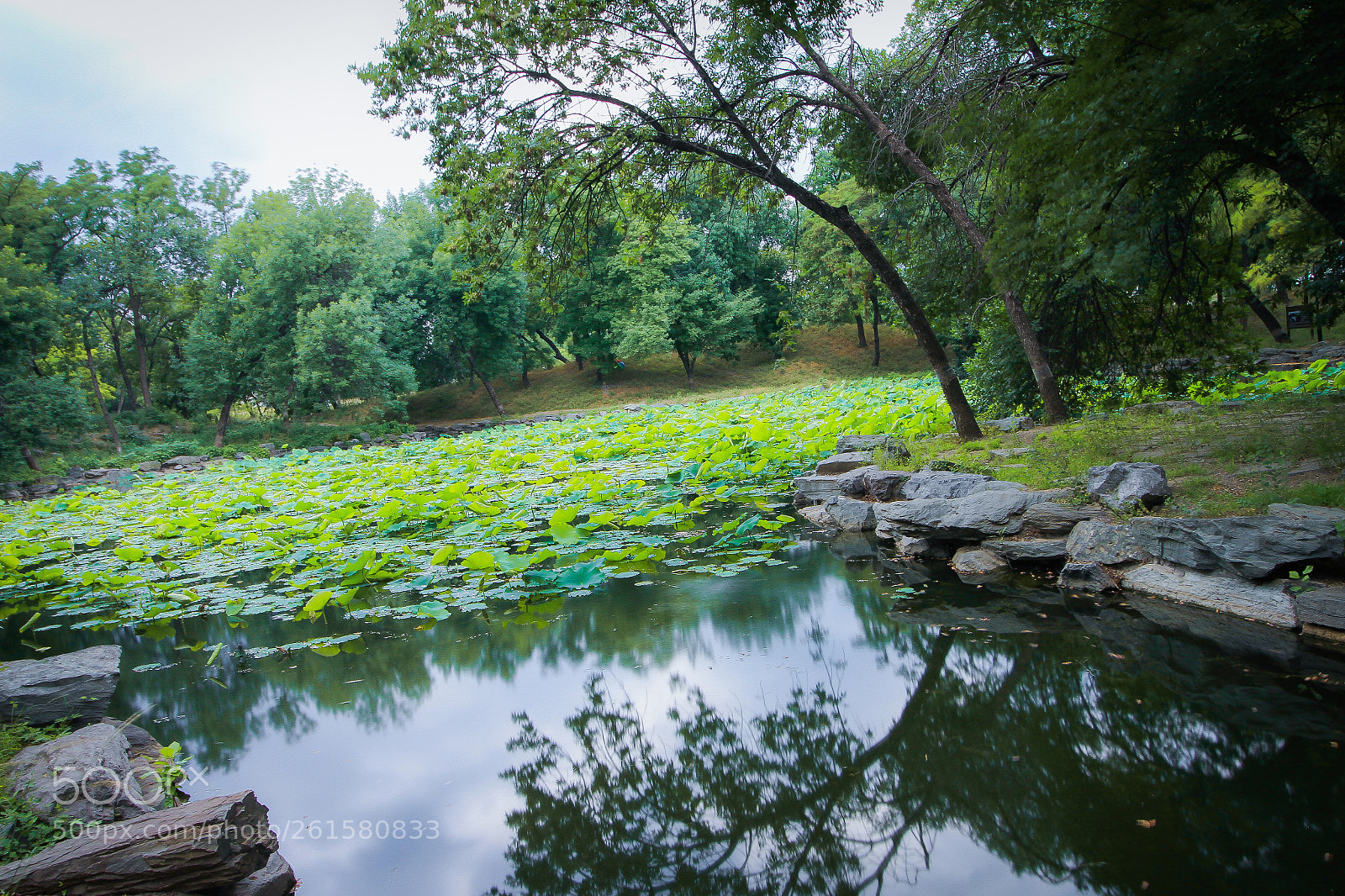 Canon EOS 7D sample photo. 莲花池 photography