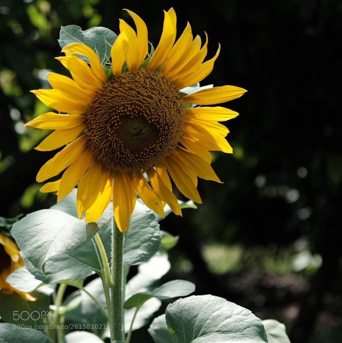 Fujifilm X-T2 sample photo. Flower photography
