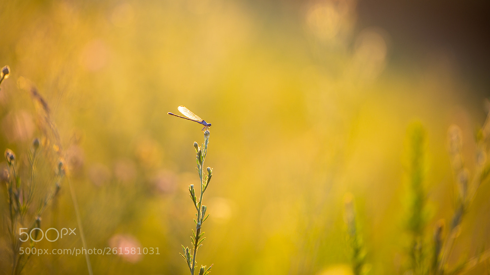 Canon EOS 6D sample photo. Damselfly - sun kissed photography