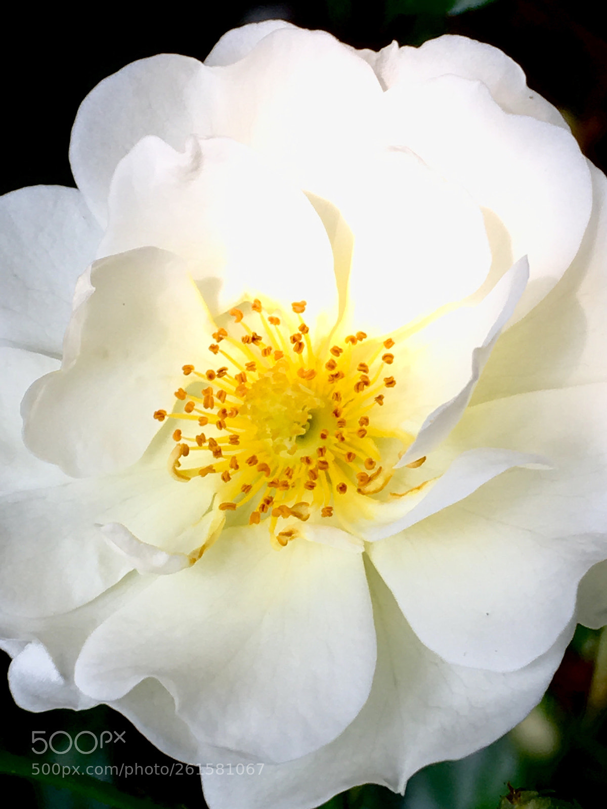 Apple iPhone SE sample photo. Untitled photography