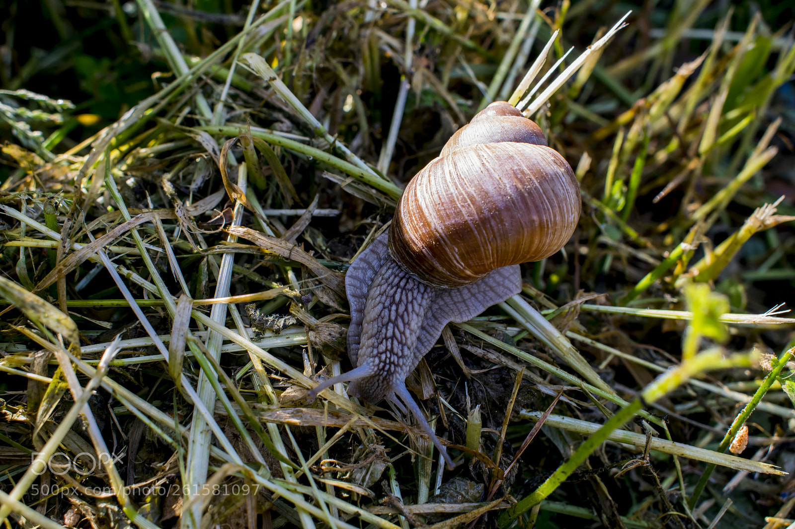 Nikon D5300 sample photo. Snail in the garden photography