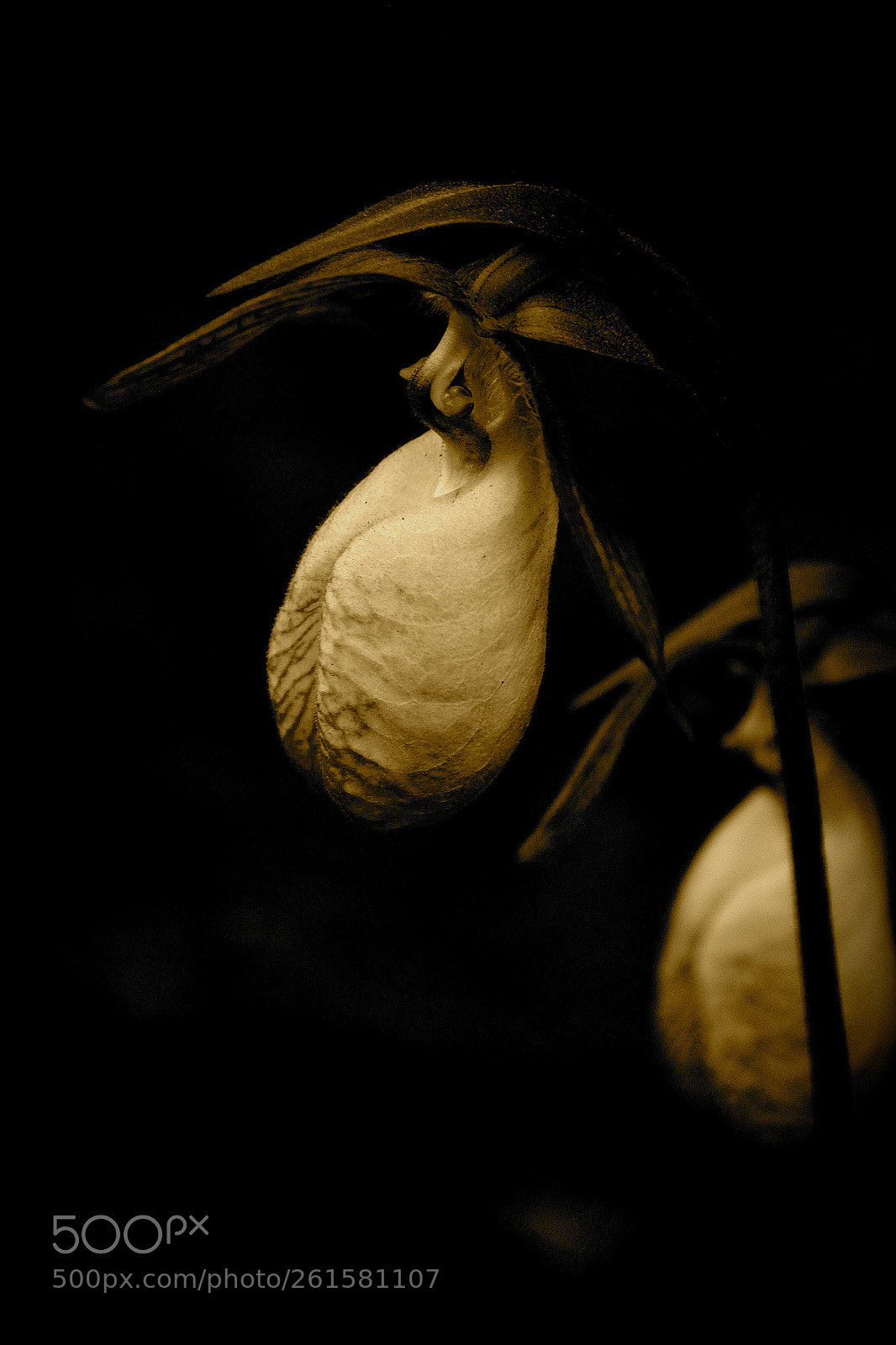 Canon EOS 600D (Rebel EOS T3i / EOS Kiss X5) sample photo. Lady slipper photography