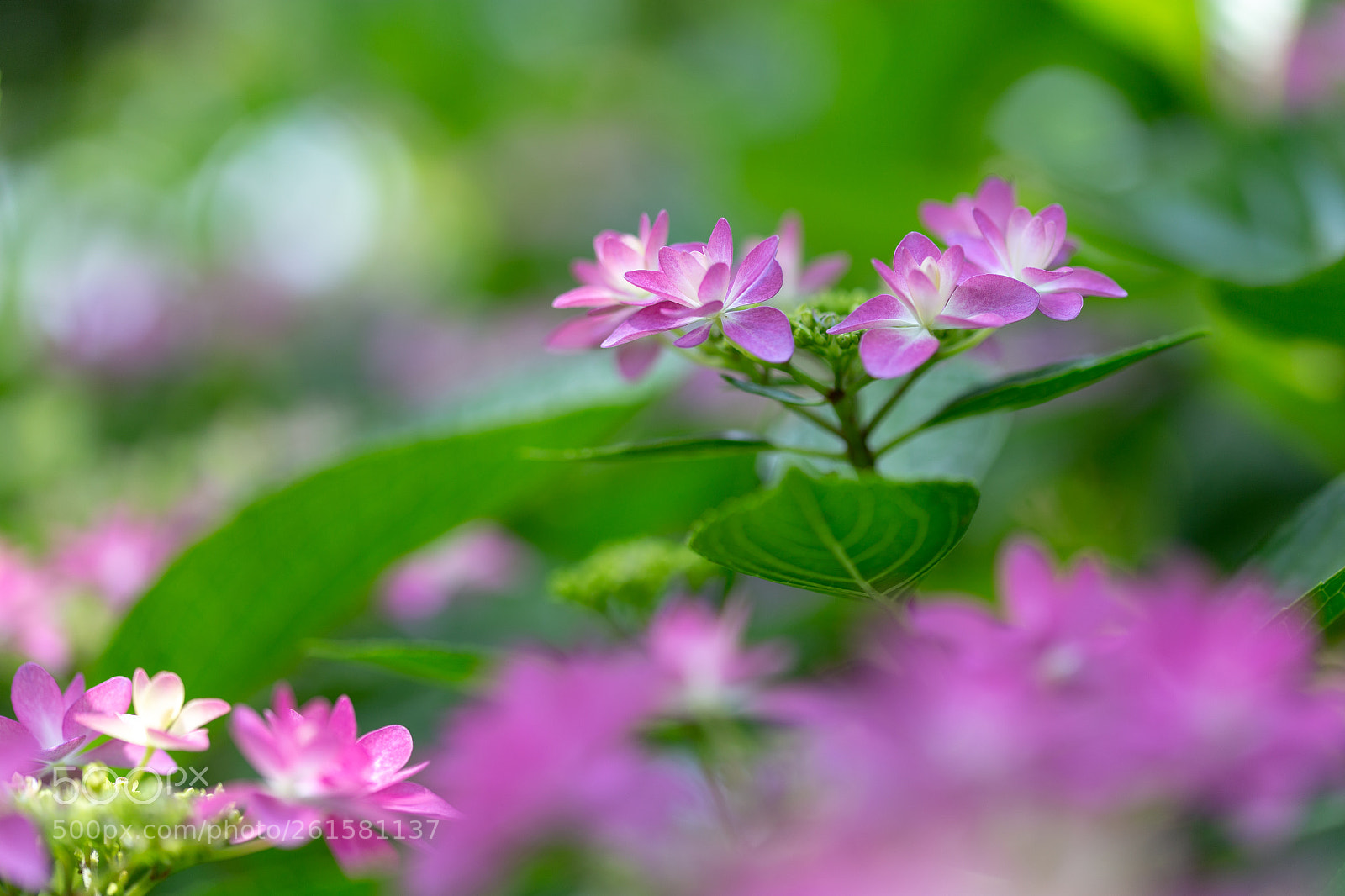 Canon EOS 6D sample photo. 紫陽花 photography
