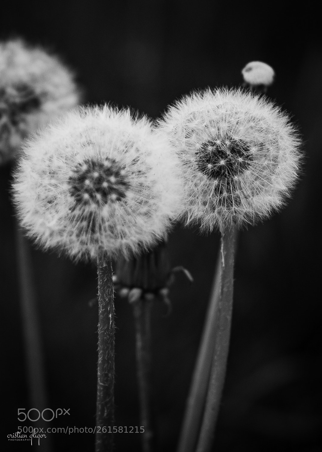 Canon EOS 70D sample photo. Papadie photography