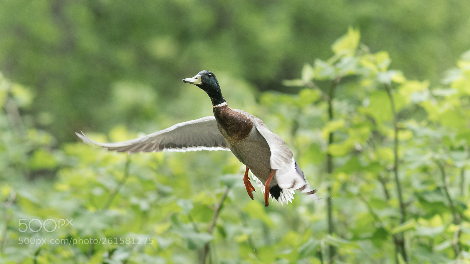 Nikon D500 sample photo. Bob photography