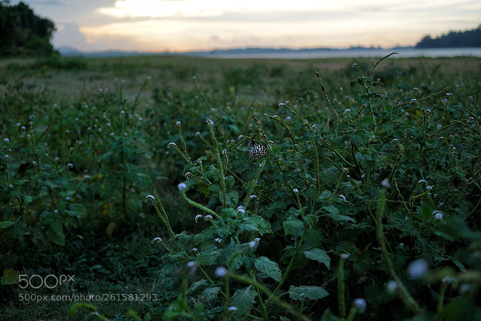 Sony a7R II sample photo. Untitled photography