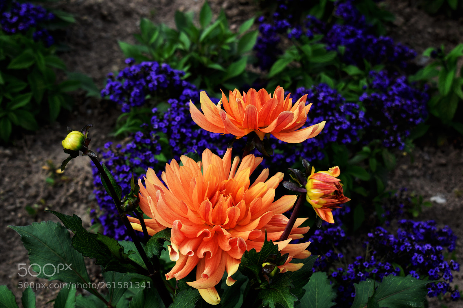 Nikon D3300 sample photo. Dahlia photography