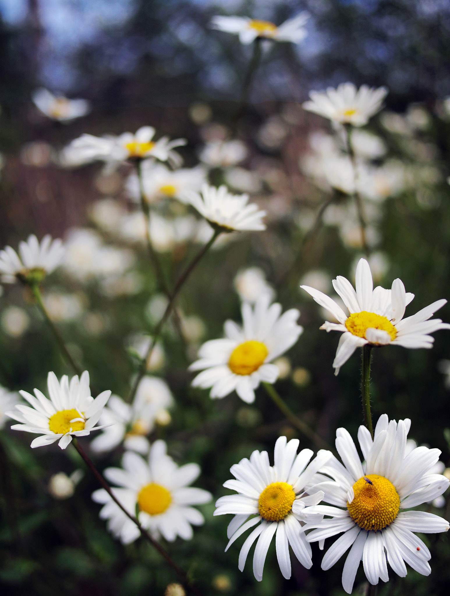Olympus PEN E-P1 sample photo. Pushing up the daisies photography