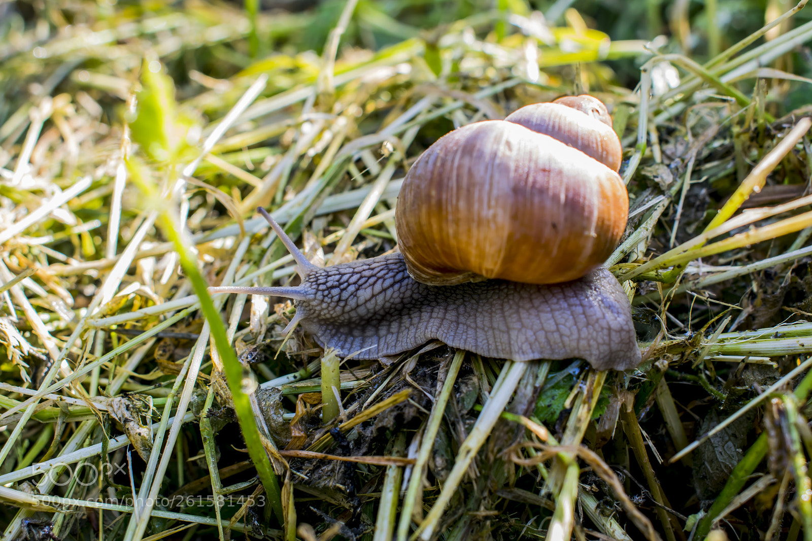 Nikon D5300 sample photo. Snail in the garden photography