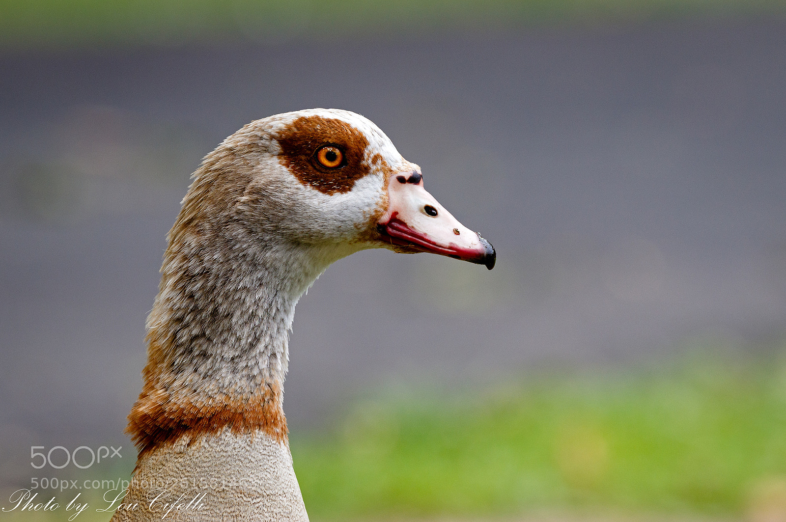 Canon EOS 7D Mark II sample photo. Goose4472 photography