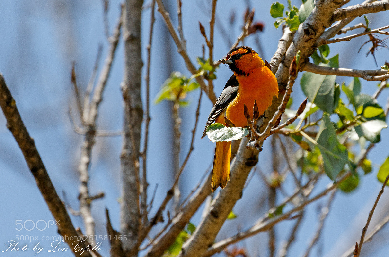 Canon EOS 7D Mark II sample photo. Oriole5032 photography