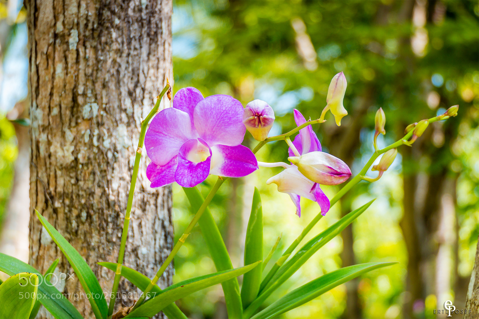 Panasonic Lumix DMC-FZ2500 (Lumix DMC-FZ2000) sample photo. Freiland orchideen photography