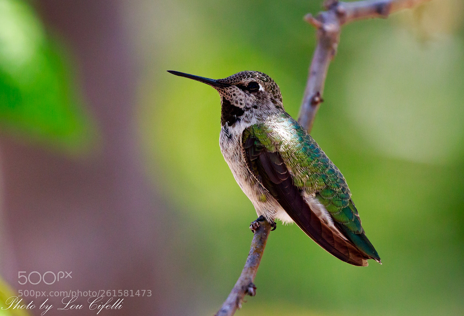 Canon EOS 7D Mark II sample photo. Hummingbird5451 photography