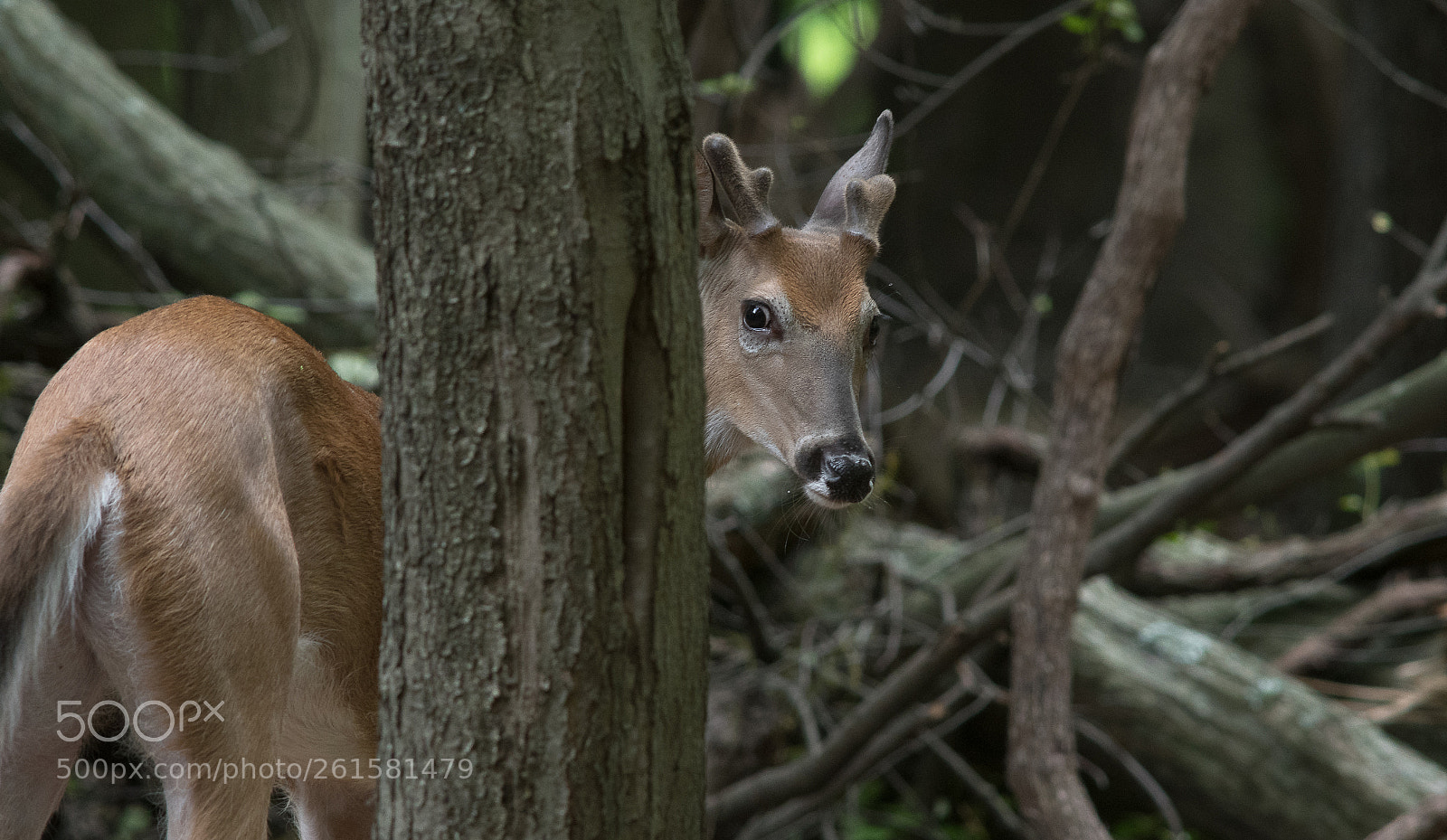 Nikon D500 sample photo. Posing like a million photography