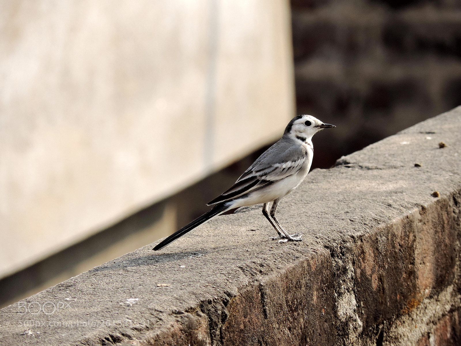 Nikon Coolpix P520 sample photo. White wagtail giving a photography