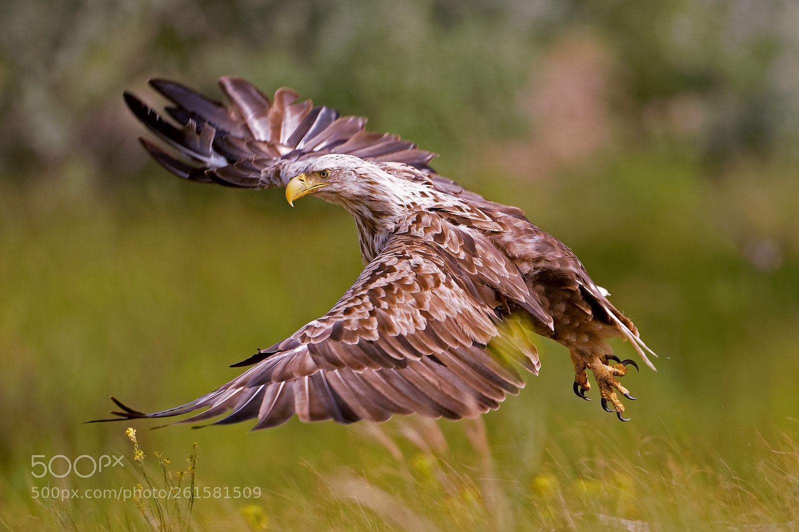 Canon EOS 5D Mark IV sample photo. Seeadler photography