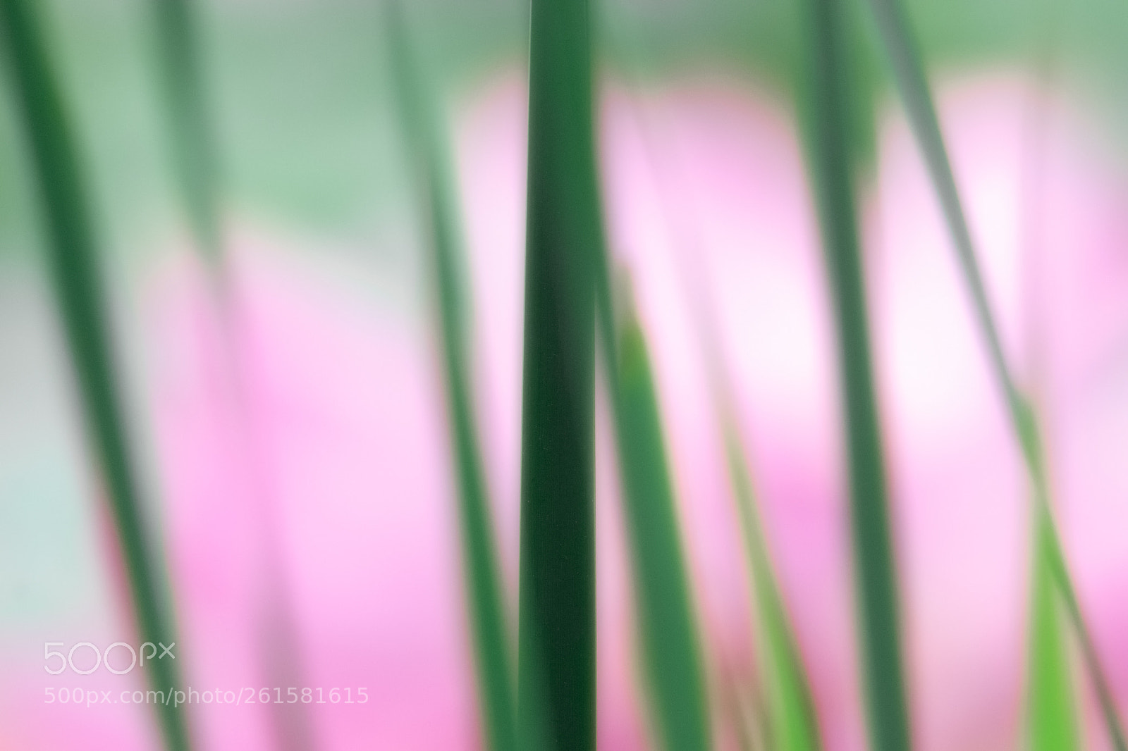 Canon EOS 80D sample photo. 拷贝 photography