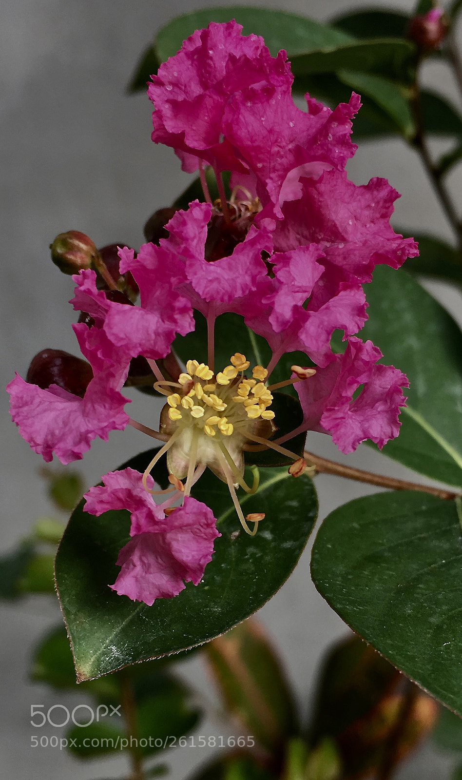 Apple iPhone 6s sample photo. Pink power photography
