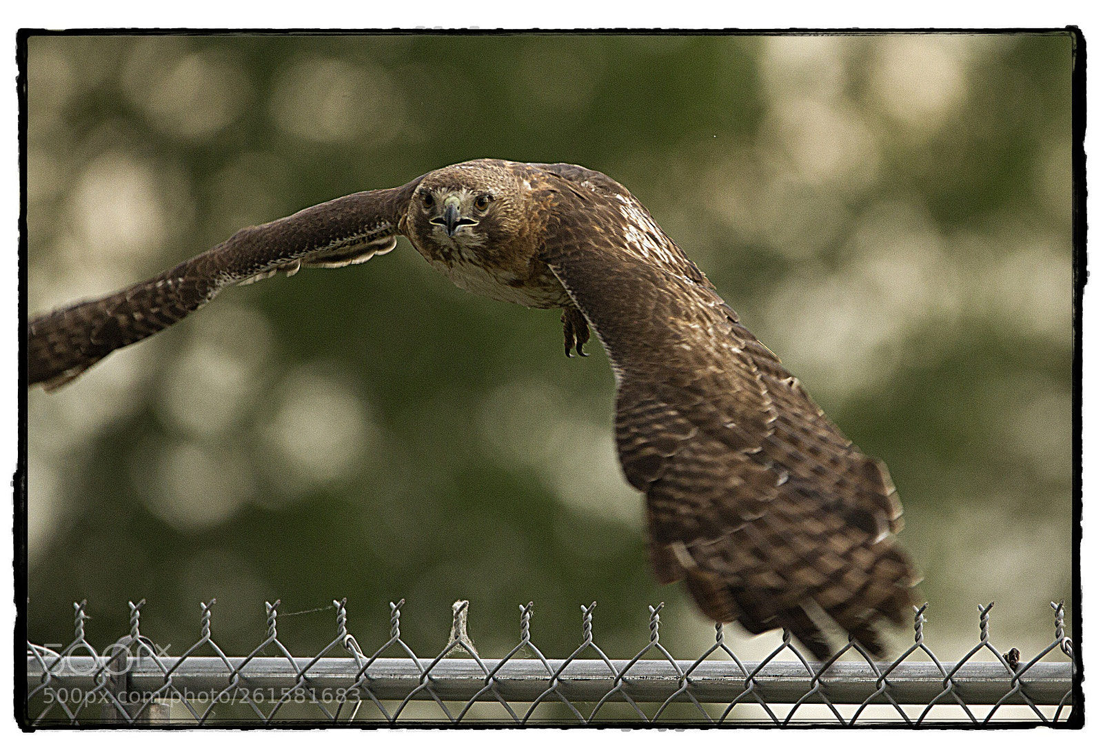 Canon EOS 7D sample photo. Red-tailed hawk takes flight. photography