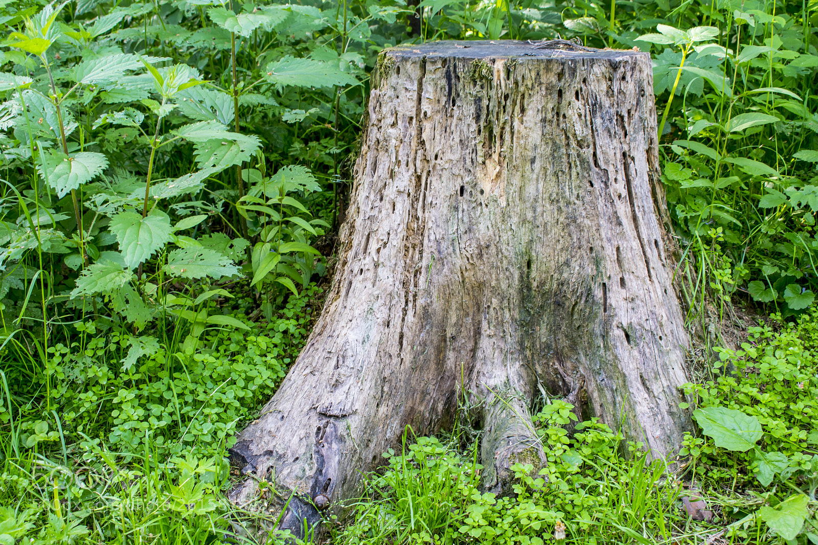 Nikon D5300 sample photo. Stinging nettle. the nettle photography
