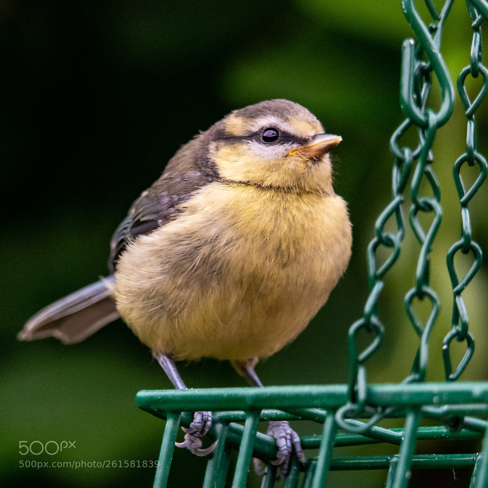 Nikon D850 sample photo. The fledgling photography