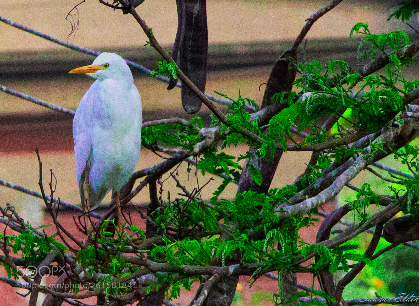 Canon EOS 70D sample photo. Untitled photography