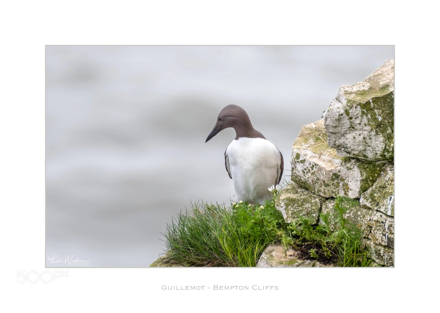 Fujifilm X-T2 sample photo. Guillemot photography