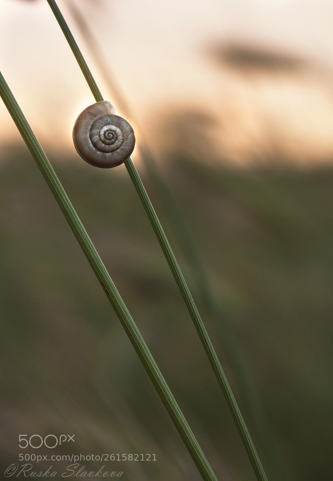 Canon EOS 40D sample photo. Little. photography