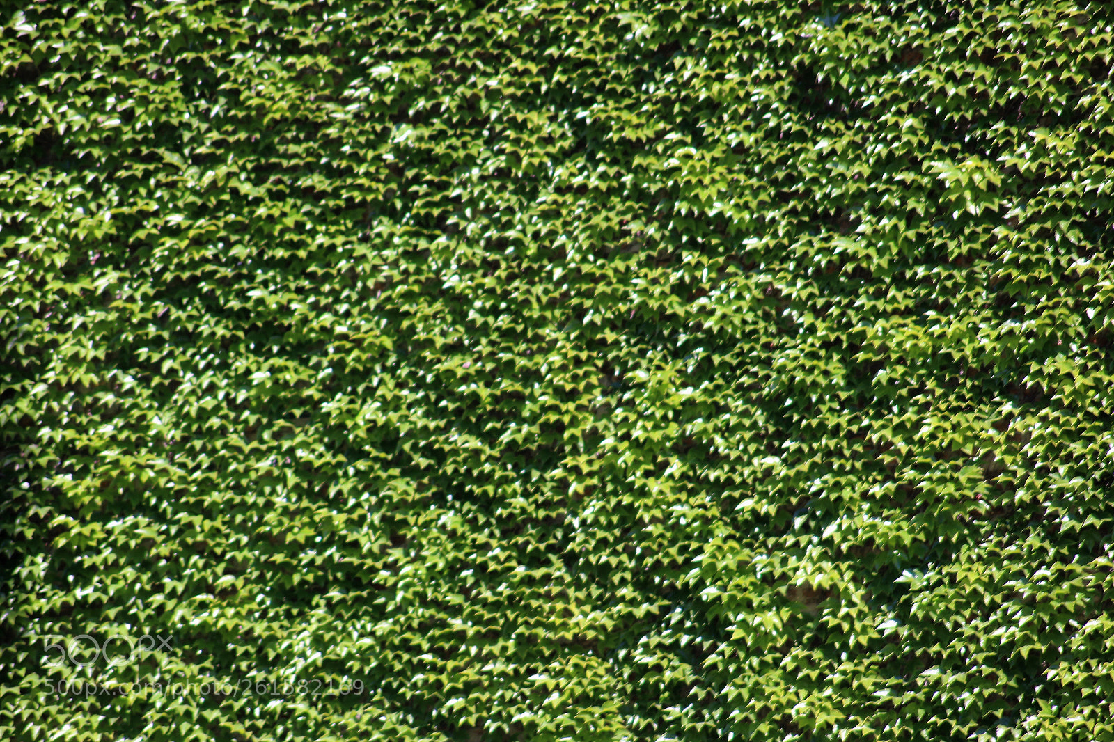 Canon EOS 100D (EOS Rebel SL1 / EOS Kiss X7) sample photo. Ivy photography
