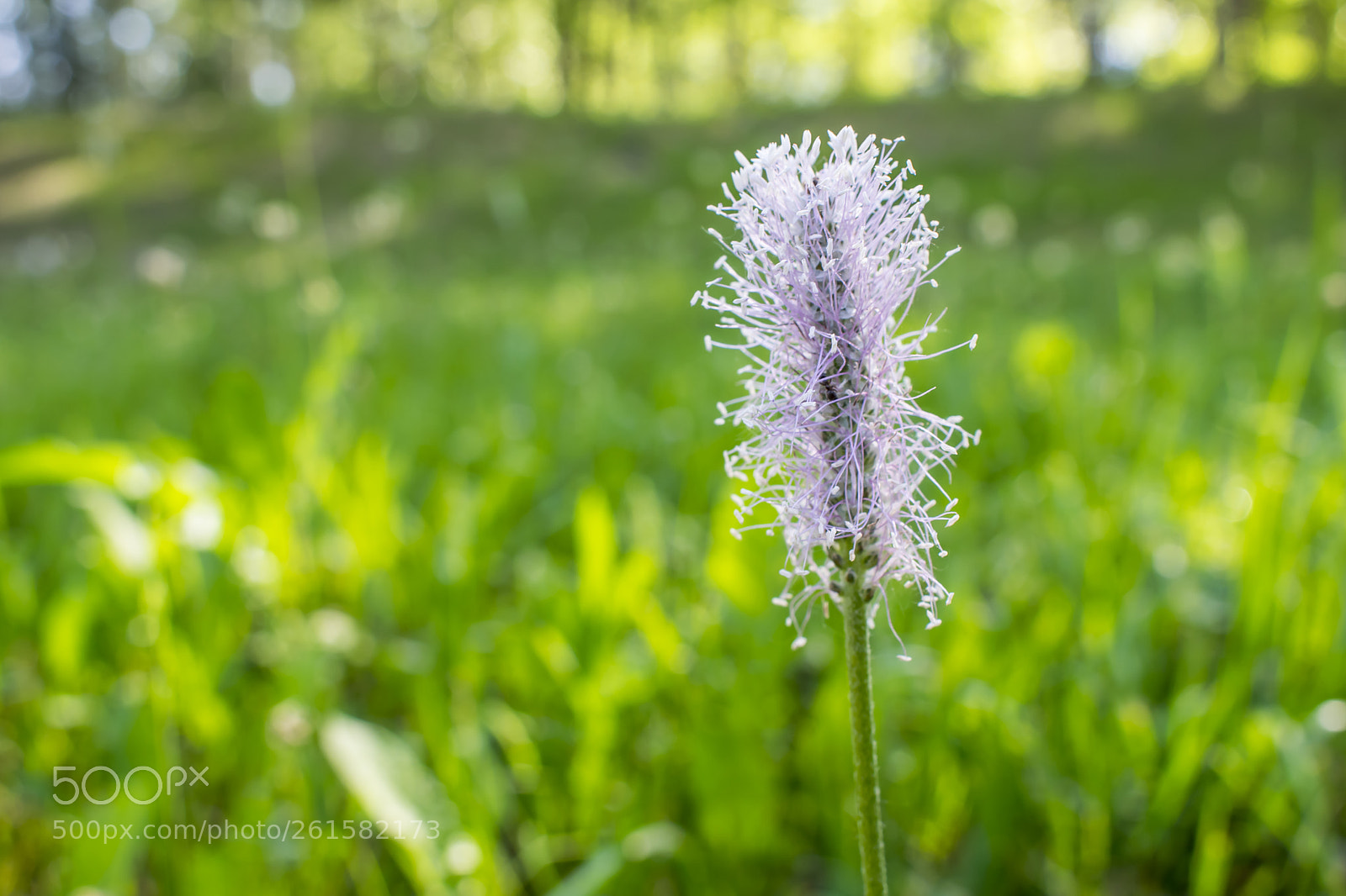 Nikon D5300 sample photo. Colorful wildflowers growing on photography