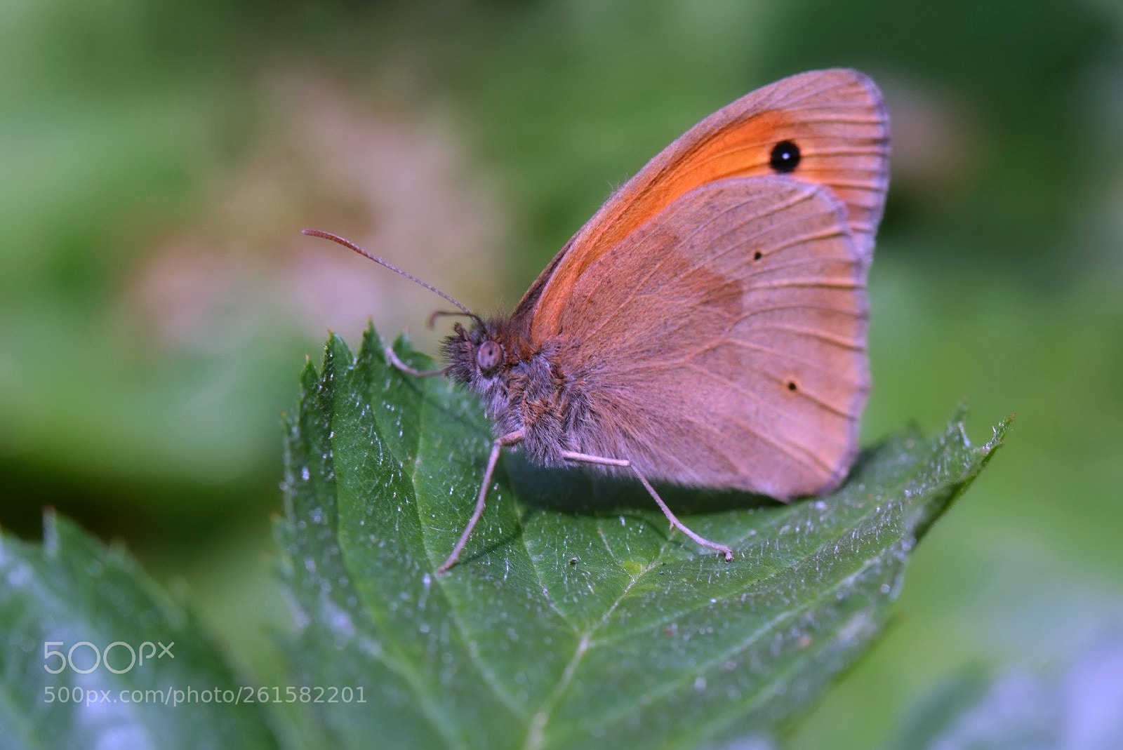 Nikon D5200 sample photo. *** photography