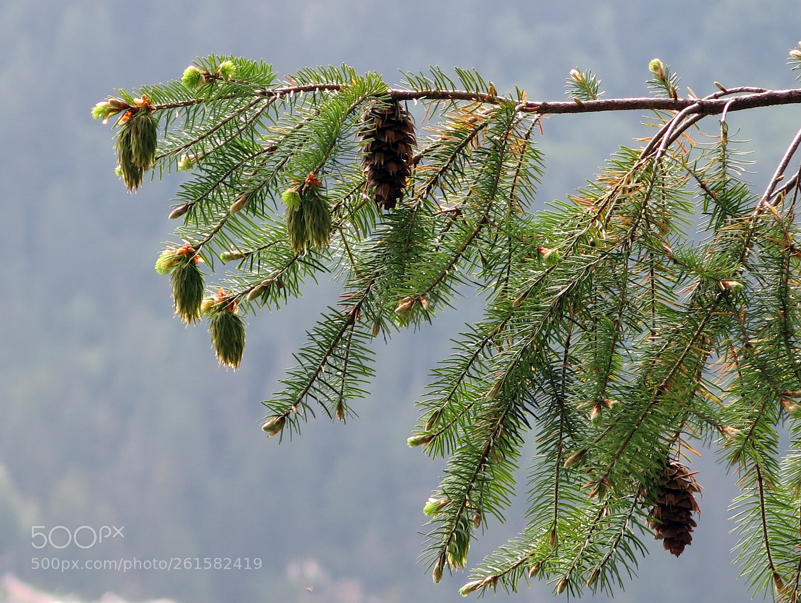 Canon PowerShot G15 sample photo. Img 3379-0.jpg fir paw photography