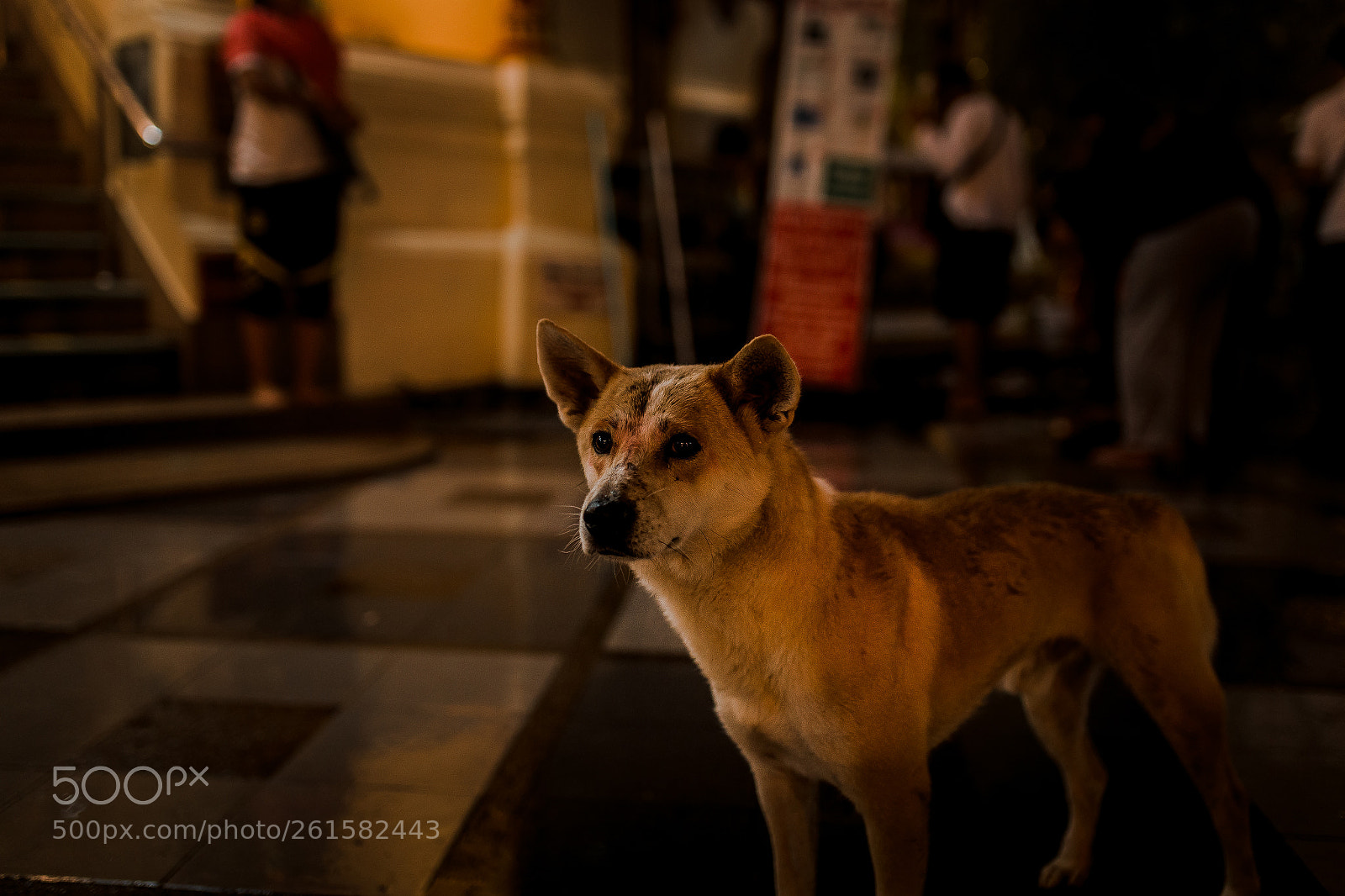 Canon EOS 6D sample photo. Doi suthep photography