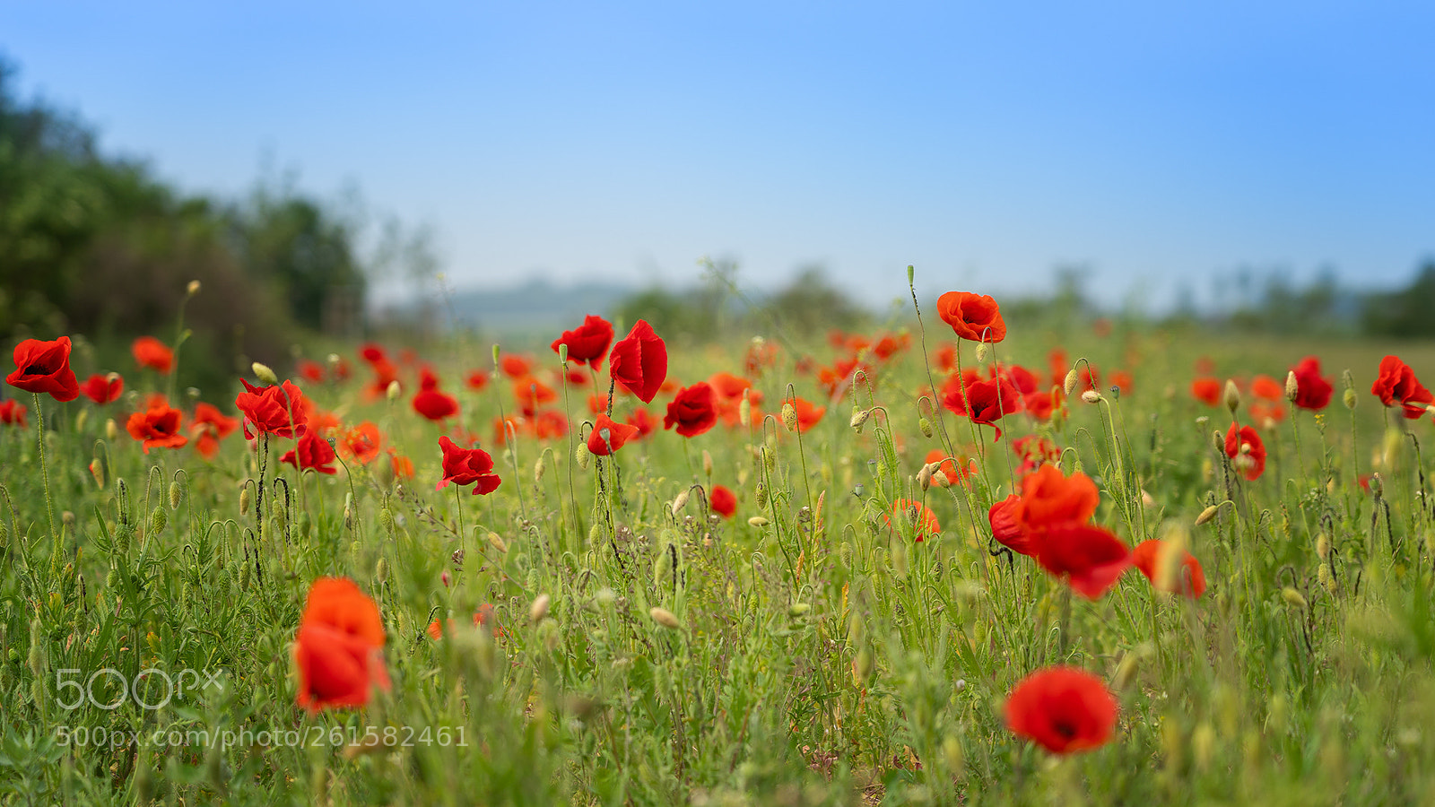 Sony a7 III sample photo. Poppy field photography