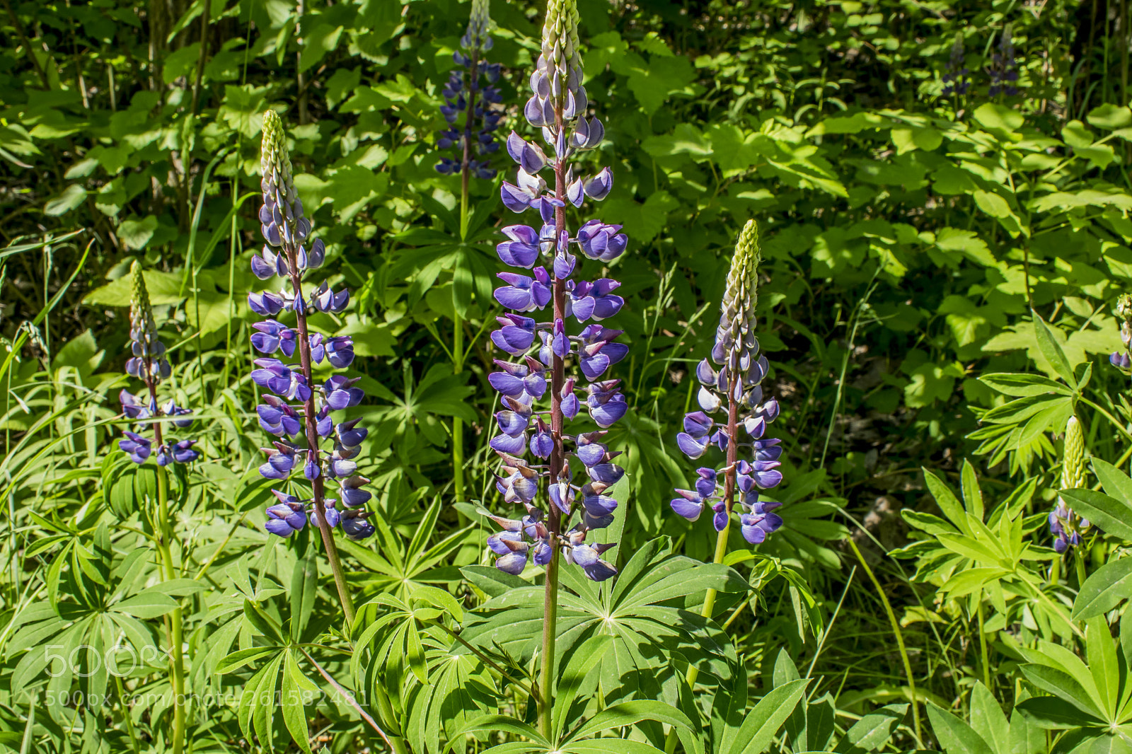 Nikon D5300 sample photo. Colorful wildflowers growing on photography