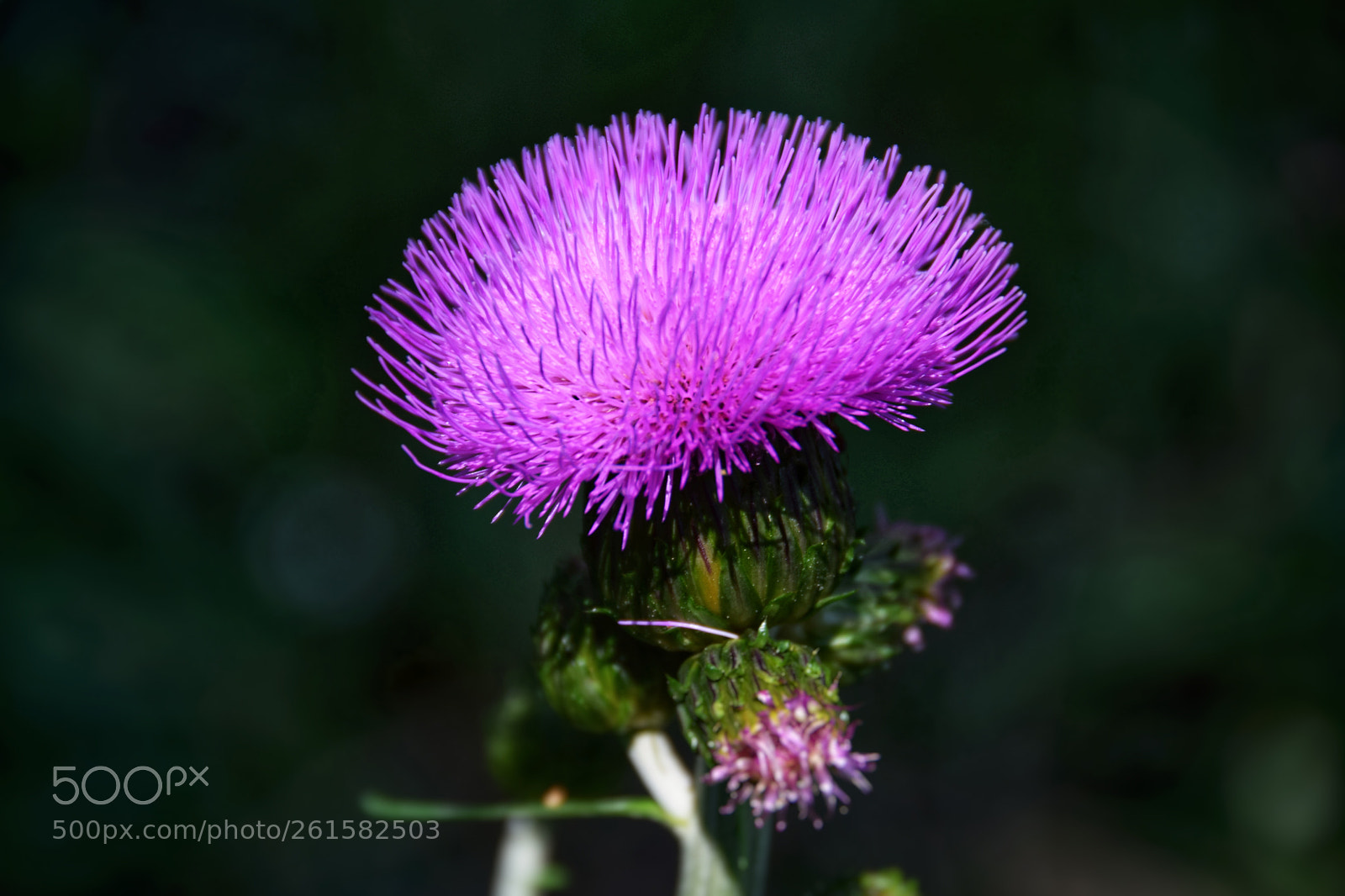 Nikon D5300 sample photo. Distel photography