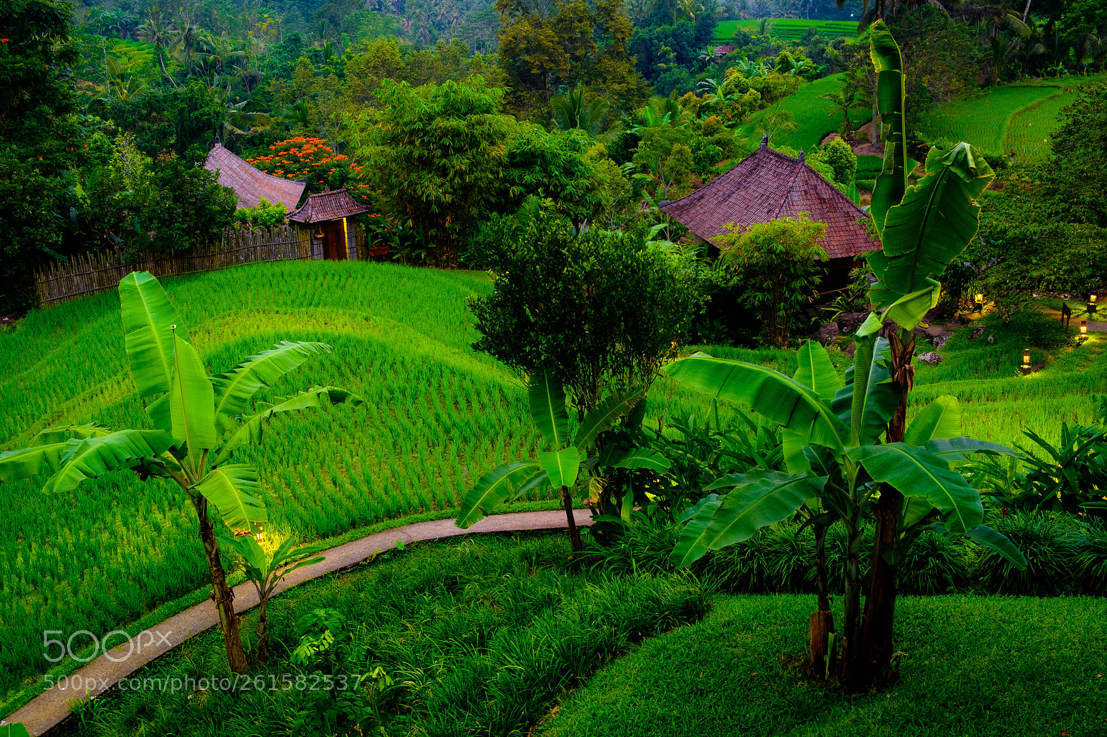 Fujifilm X-T2 sample photo. Tabanan rice field photography