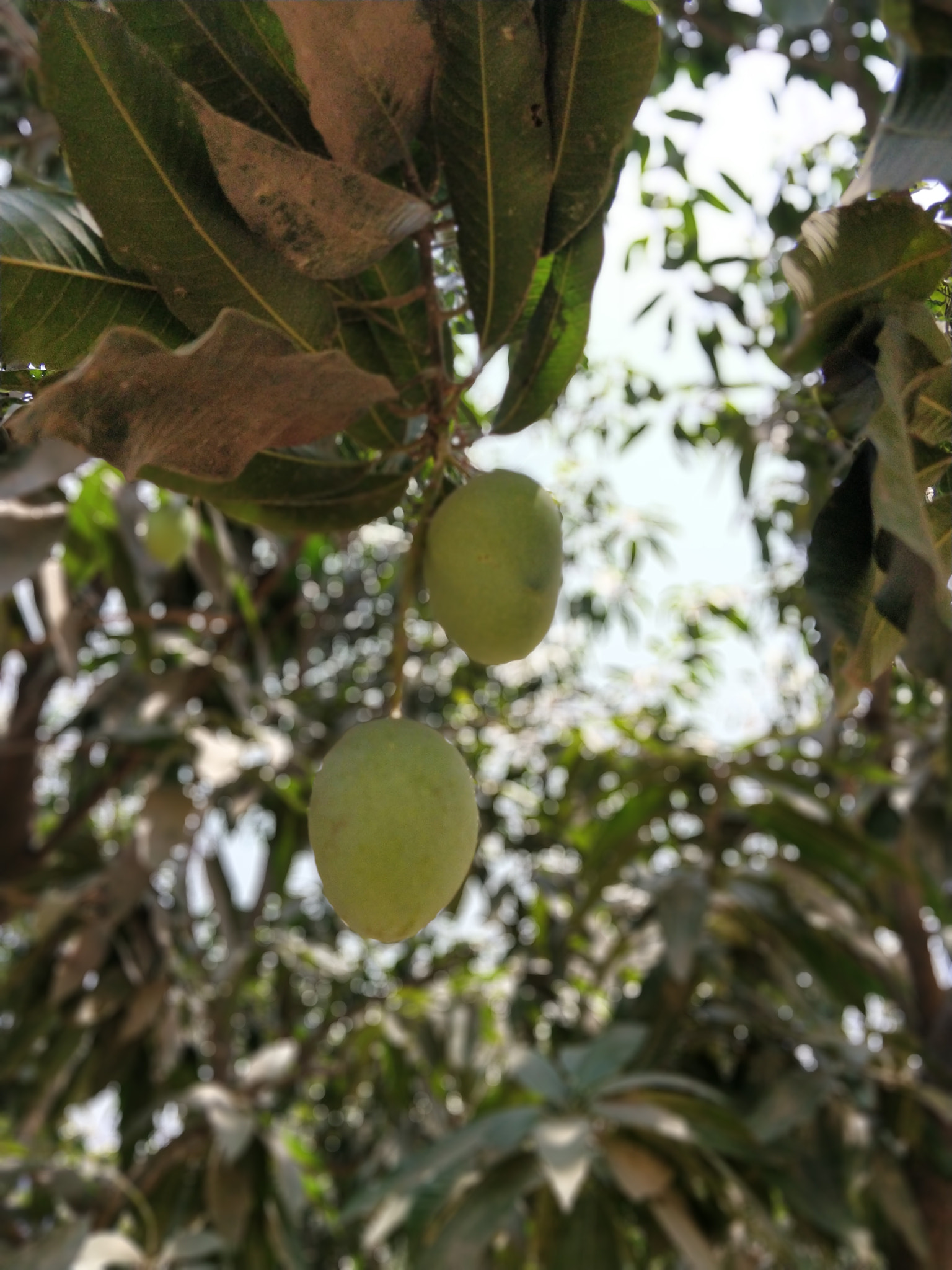OnePlus 5T sample photo. Mango grove photography