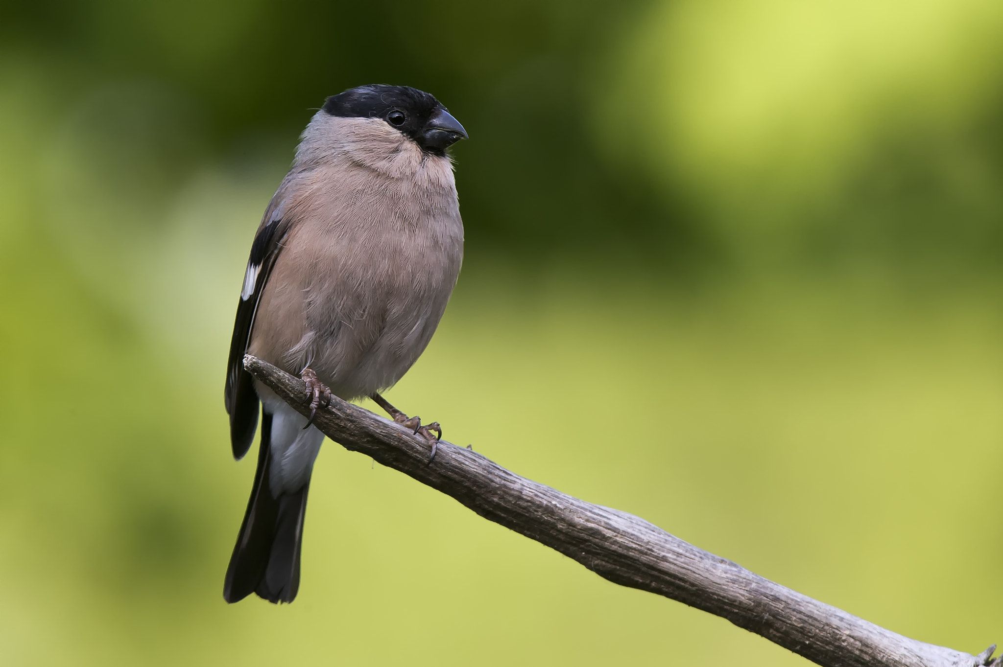 Canon EOS-1D X sample photo. Bullfinch photography