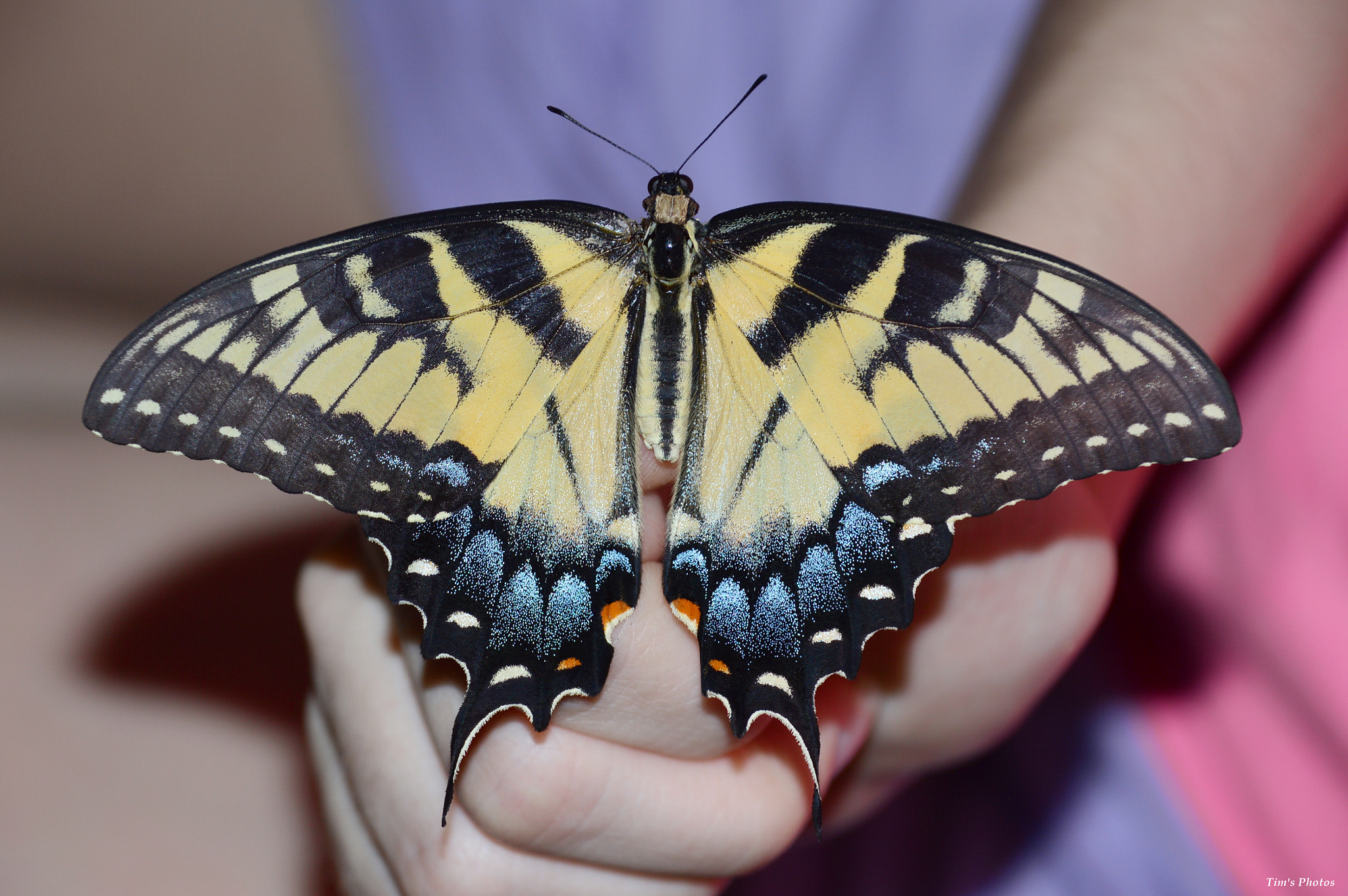 Nikon D3200 + Nikon AF-S DX Nikkor 18-300mm F3.5-6.3G ED VR sample photo. Swallowtail photography