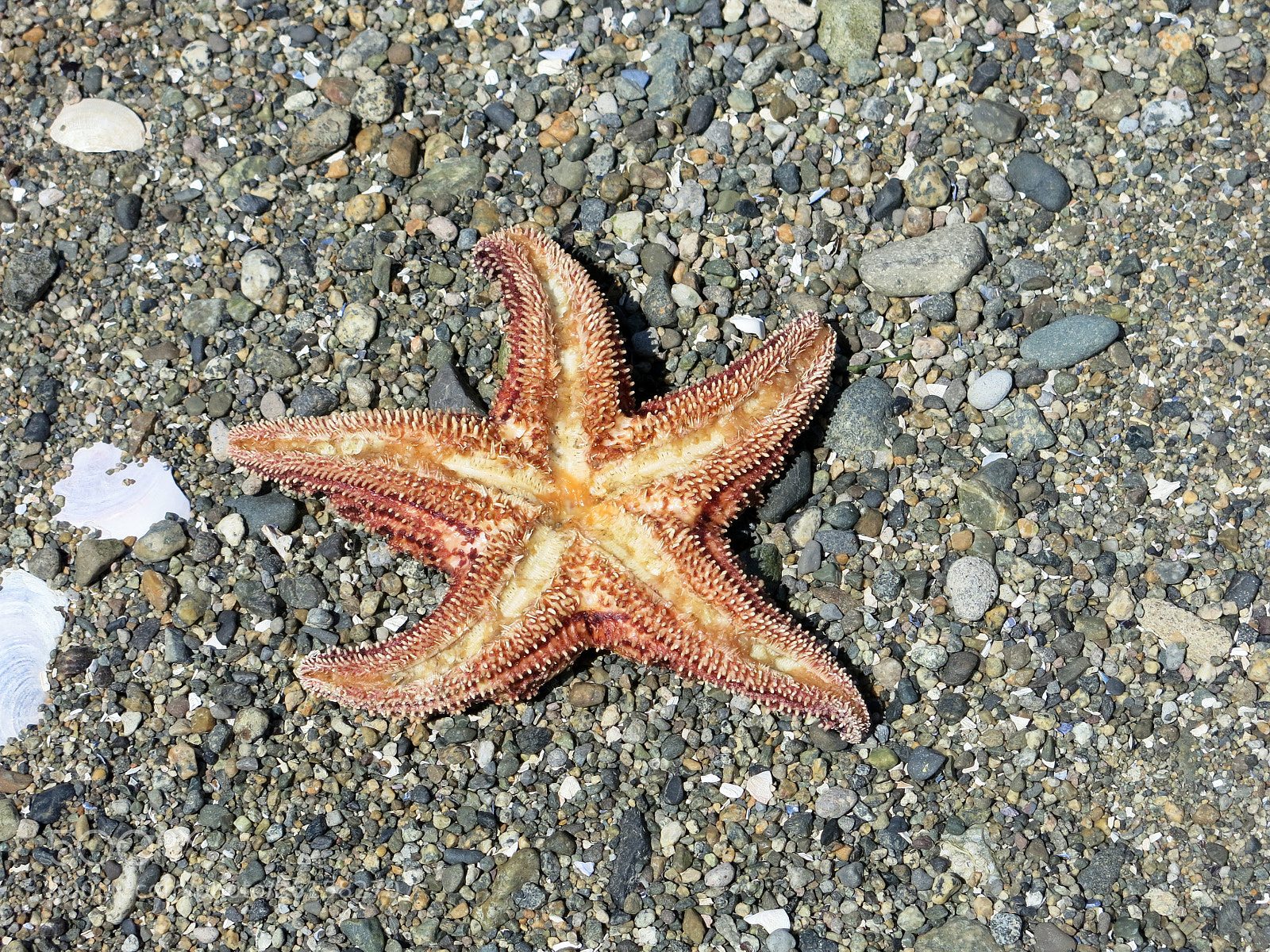 Canon PowerShot G15 sample photo. Img_3131-0.jpg starfish photography