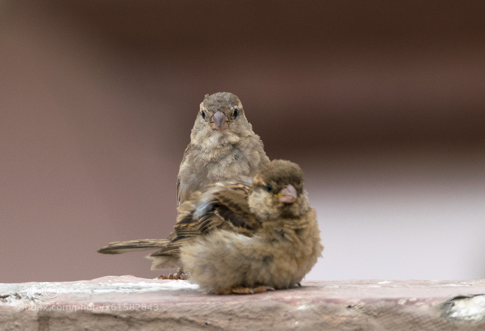 Nikon D5300 sample photo. House sparrows !!!! photography